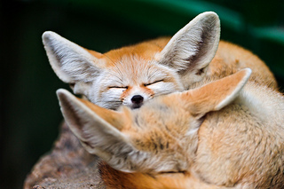 fox getting a good nights sleep